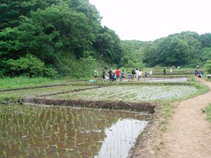 Maioka Park Rice Fields